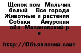 Щенок пом. Мальчик белый  - Все города Животные и растения » Собаки   . Амурская обл.,Мазановский р-н